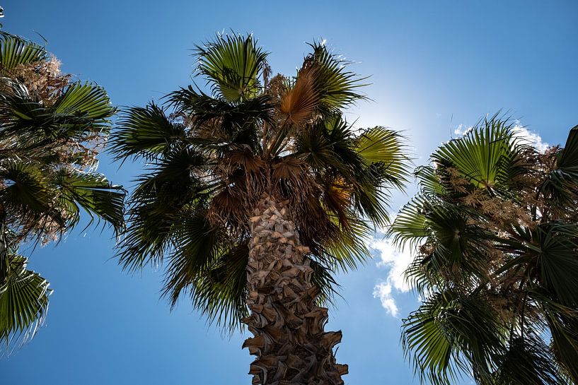 Handfläche3 von Nienke Stegeman