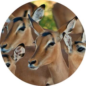 Impala knoeien in Chobe Nationaal Park van Timon Schneider