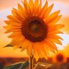 Sonnenblume im goldenen Abendlicht von drdigitaldesign