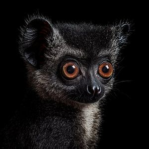 Galago Busch Baby Porträt