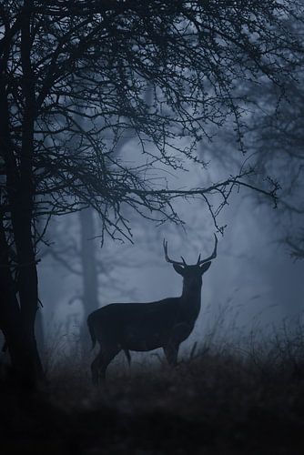 damhert