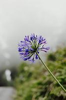 Lila Blume