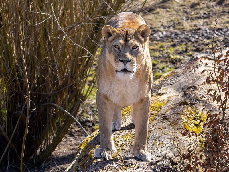 The lioness has everything in view by Teresa Bauer