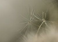 lint and droplets