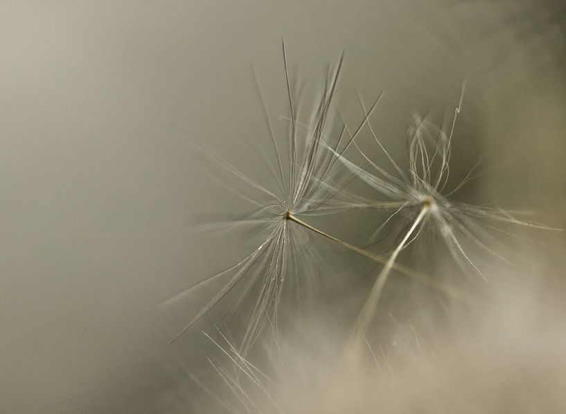 lint and droplets by Inge Groters
