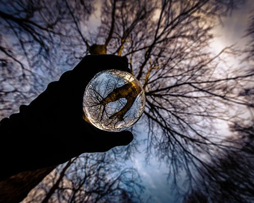 Lensball dans la forêt