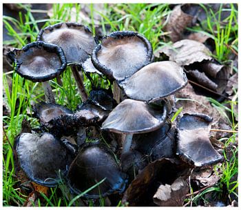 Kralingse Bos