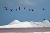 Flamingo's passeren de zoutbergen van Bonaire