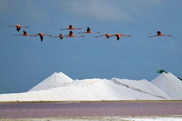 Flamingo's passeren de zoutbergen van Bonaire van Pieter JF Smit