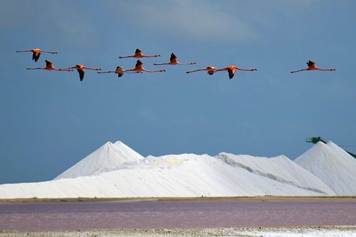 Flamingo's passeren de zoutbergen van Bonaire