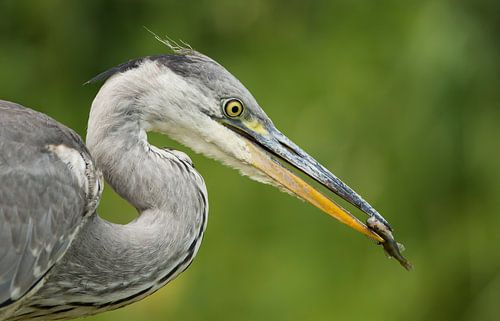 reiger met vis 
