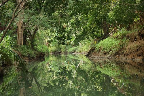 Mangrove Damas Island Costa Rica