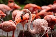 Flamingo von Rob Boon Miniaturansicht