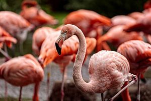 Flamingo van Rob Boon