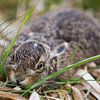 Wild baby konijntje in het gras van Dexter Reijsmeijer