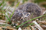 Wild baby konijntje in het gras von Dexter Reijsmeijer Miniaturansicht