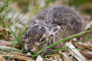 Wild baby konijntje in het gras