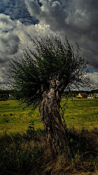 Ostsee Bäume by Johnny Flash