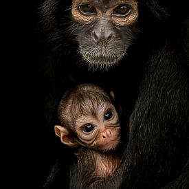 Mother Colombian Pendulum monkey with little one by Amanda Blom
