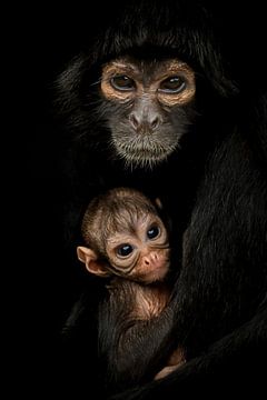Mother Colombian Pendulum monkey with little one