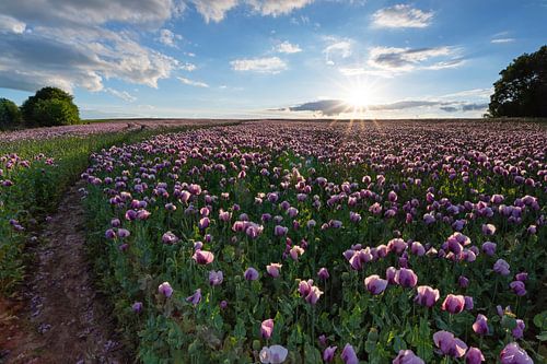 A poppy field in the evening light