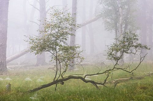 Matinée brumeuse dans la forêt !