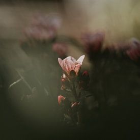 Fleur rose sur José Lugtenberg