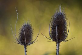 Vergängliche Kunst von Christian Peters