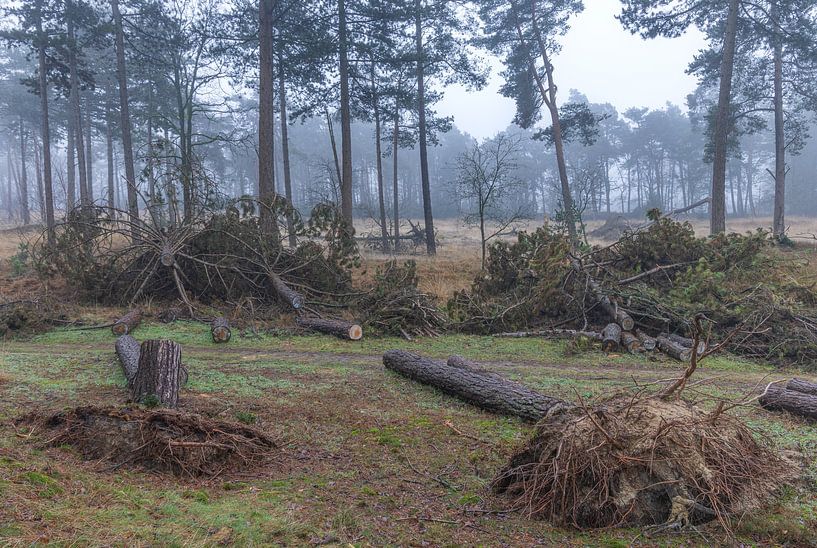 Dwingelderveld - Drenthe (Netherlands) by Marcel Kerdijk