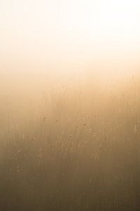 Riet