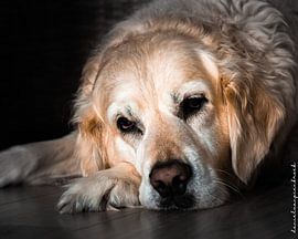 Golden Retriever Senna von Daniël van Pienbroek