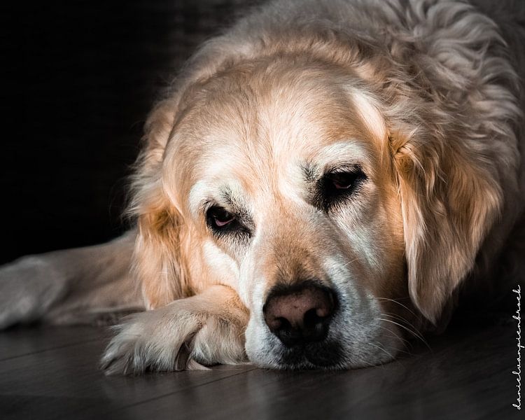Golden Retriever Senna by Daniël van Pienbroek