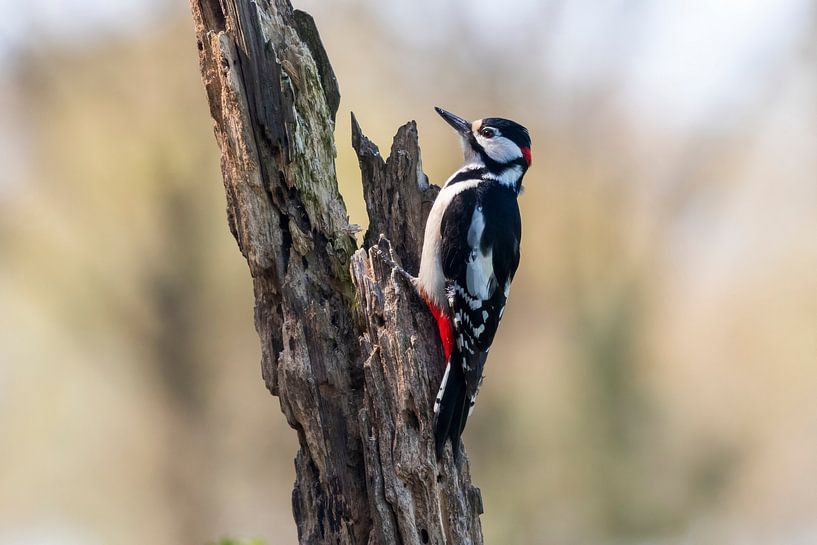 Great spotted woodpecker by Merijn Loch