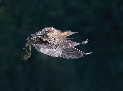 Vleugels van het moeras