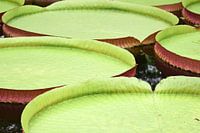 Leaves of the giants water lily