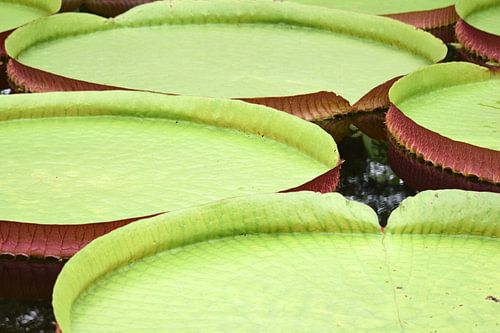 Bladeren van de reuzen waterlelie