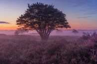 Heide in Hilversum in de ochtend van Michiel Dros thumbnail
