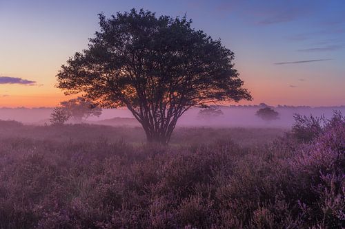 Heide in Hilversum in de ochtend