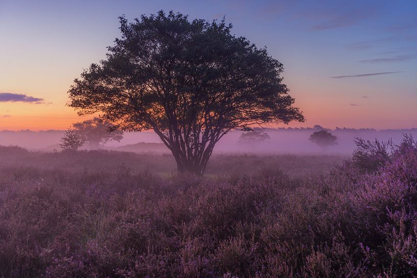 Heide in Hilversum in de ochtend van Michiel Dros