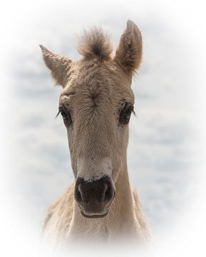 Konik foal in close-up by Ans Bastiaanssen