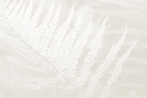 Cloud Dancer Botanic Foliage by Imladris Images