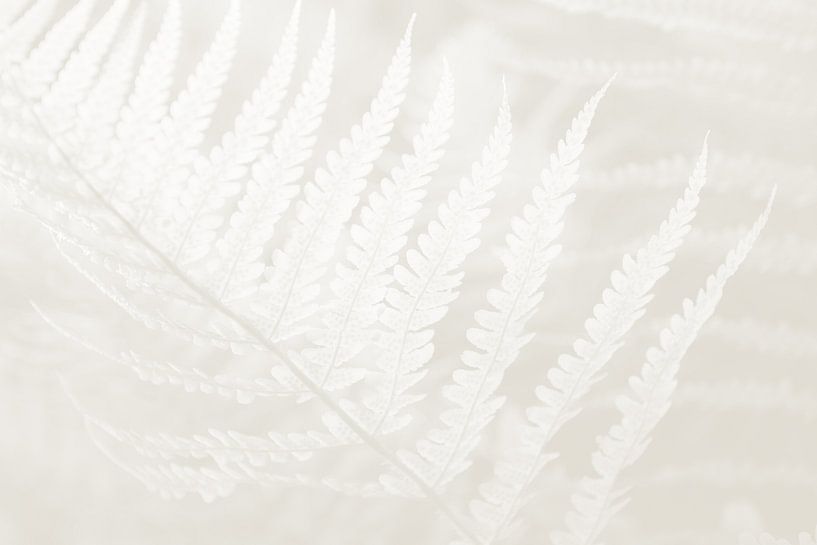 Botanisch bladeren Cloud Dancer van Imladris Images