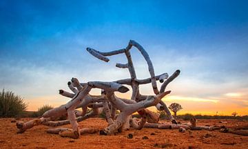 Broken branches of the quiver tree in the desert, Namibia by Rietje Bulthuis