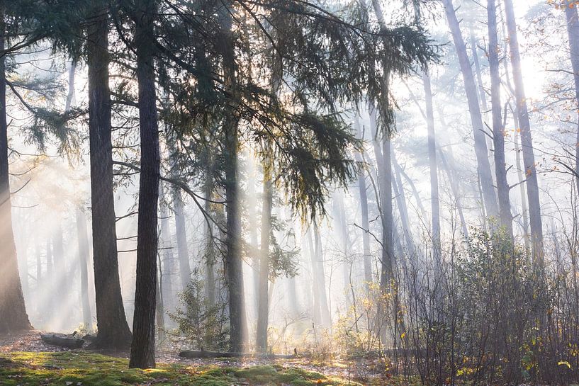 Sun beams the Zeister woods! by Peter Haastrecht, van