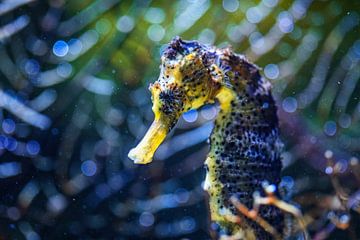 Colors of the sea - Seahorse by Sanne Hoogstad