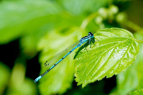 Blauwe breedscheenjuffer in macro