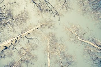 Birch Trees 3