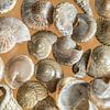 Coquilles | gros plan sur Marianne Twijnstra