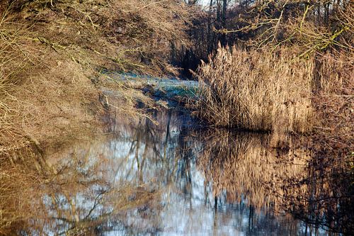 Végétation le long de la rivière loet dans la région de Krimpenerwaard