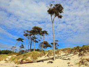 Am Weststrand von Prerow sur Ostsee Bilder